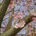 cherryblossom_kol04.jpg
