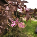 cherryblossom_kol05.jpg